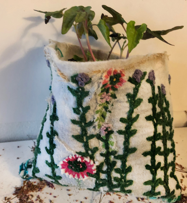 Plant pocket – morning glories