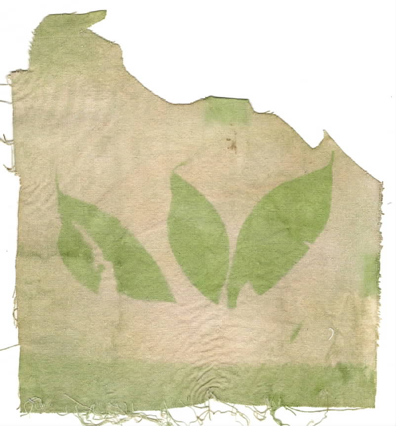 Indigo leaf anthotype