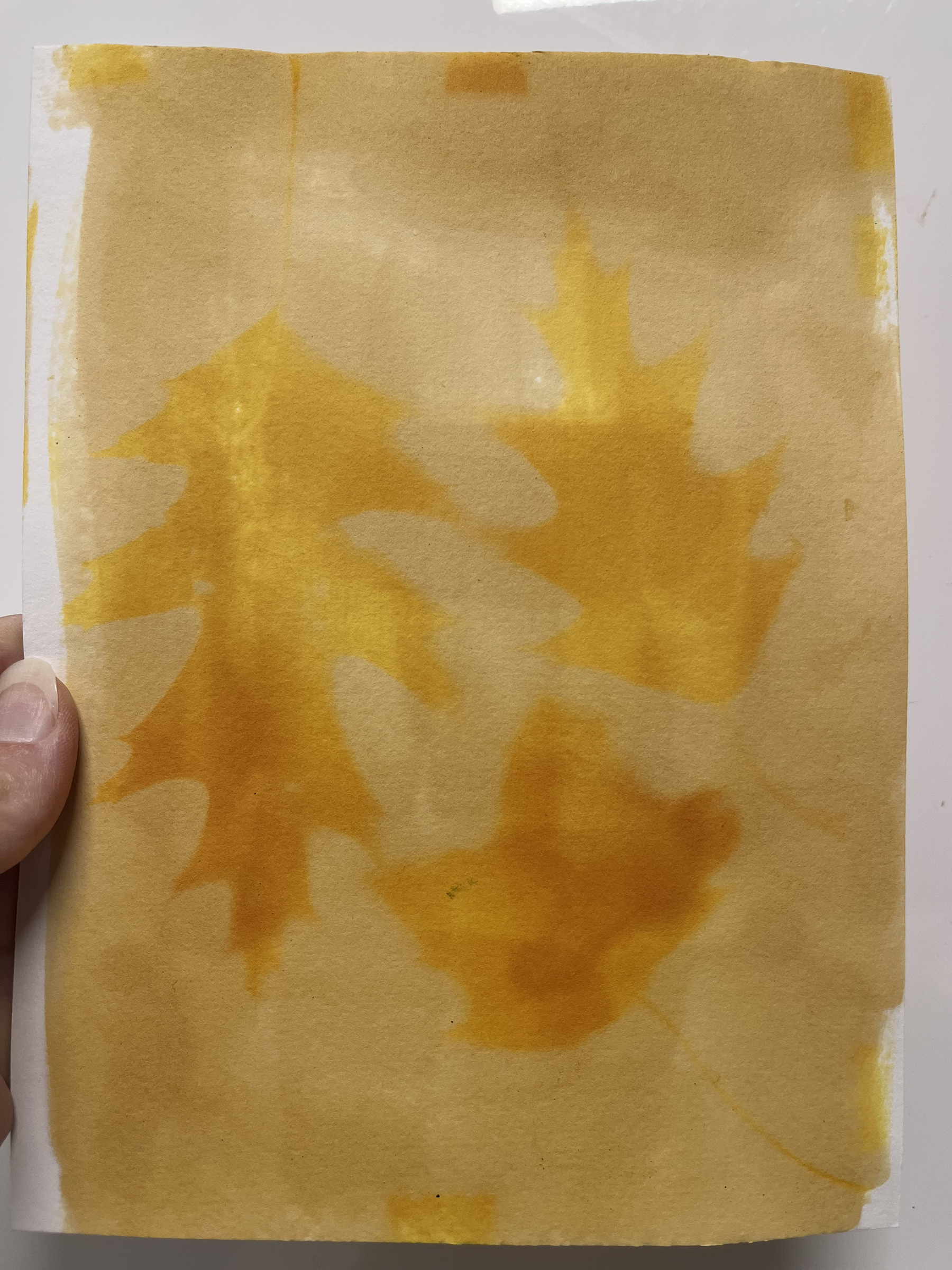 Turmeric anthotype