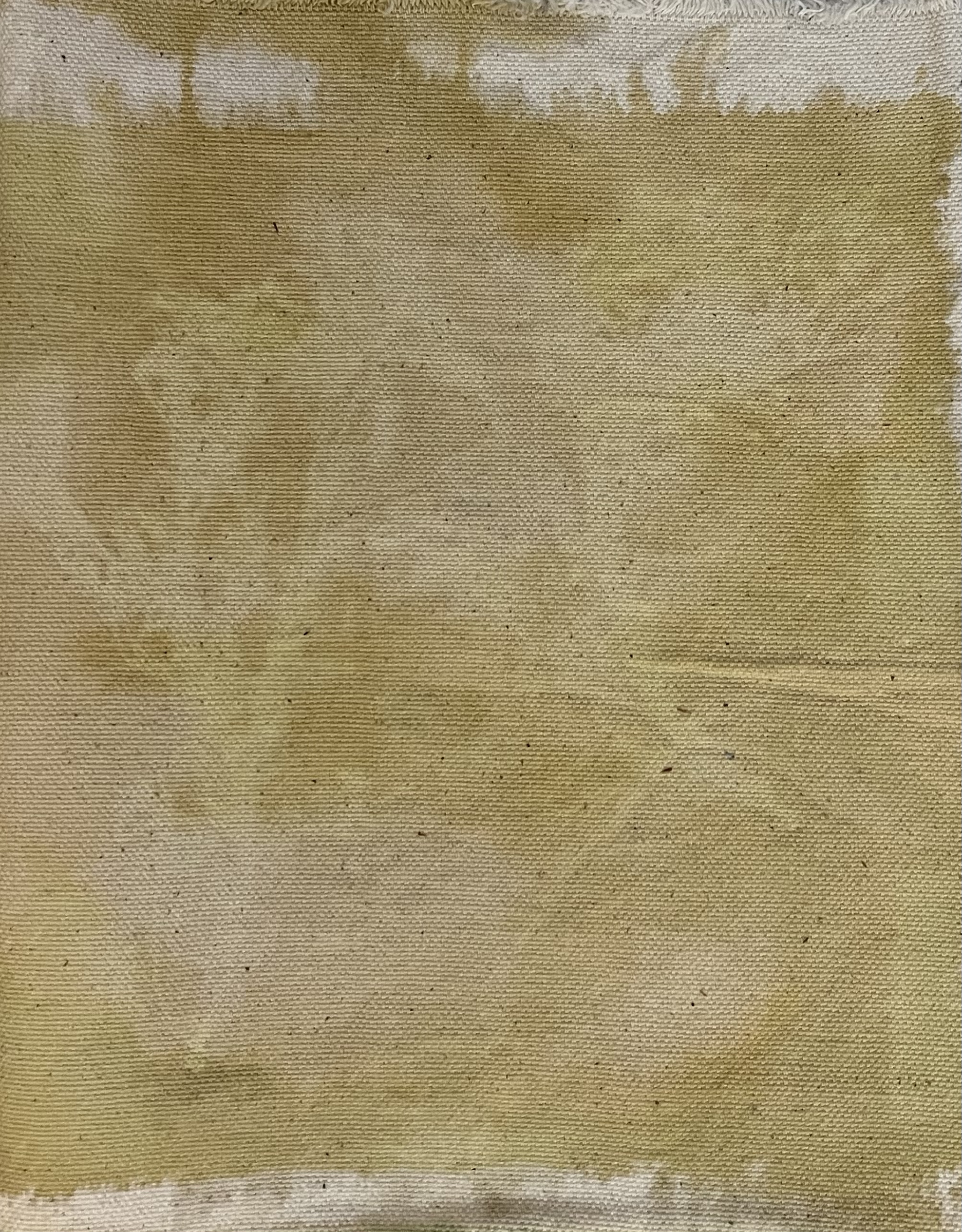 Ghost wood (Artemisia absynthium)