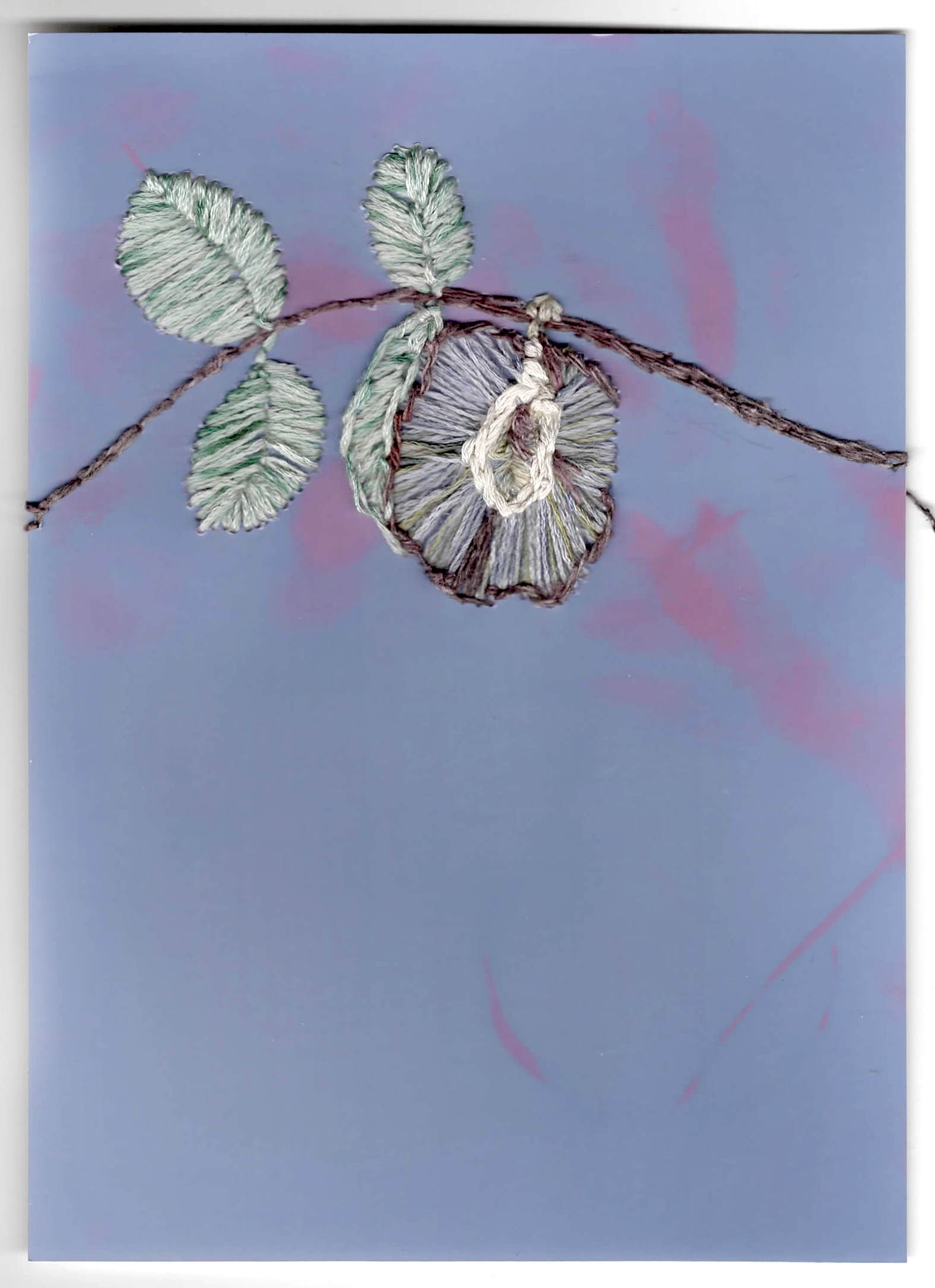 Butterfly pea flower