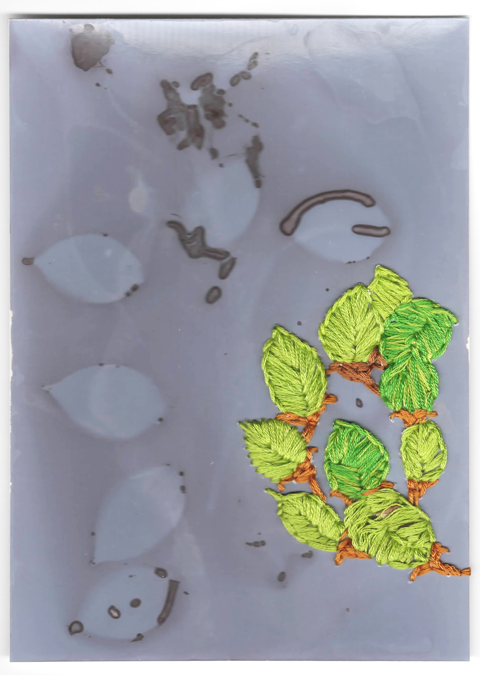 Paulownia tomentosa (empress tree) seed phytogram