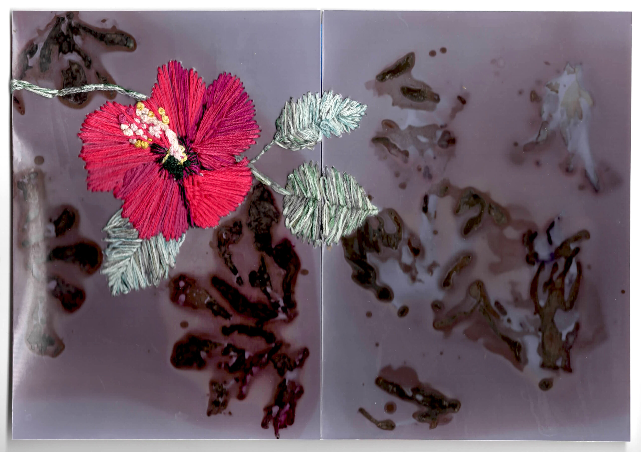 Hibiscus and Butterfly Pea Phytogram Diptych
