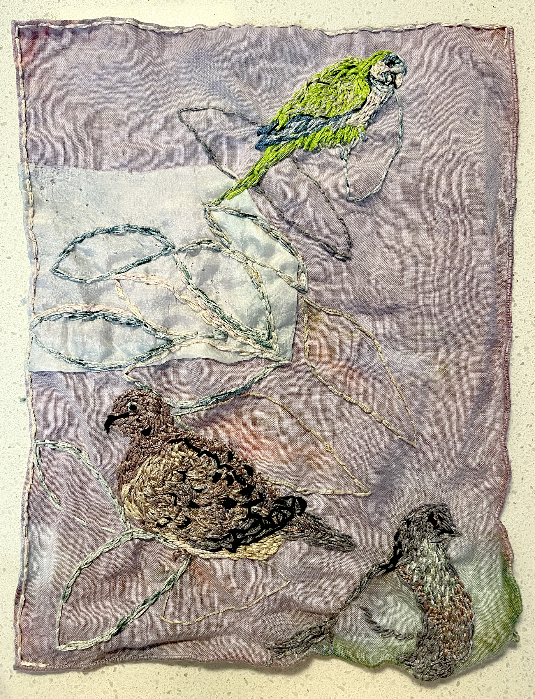 Monk parakeet, mourning dove and pigeon