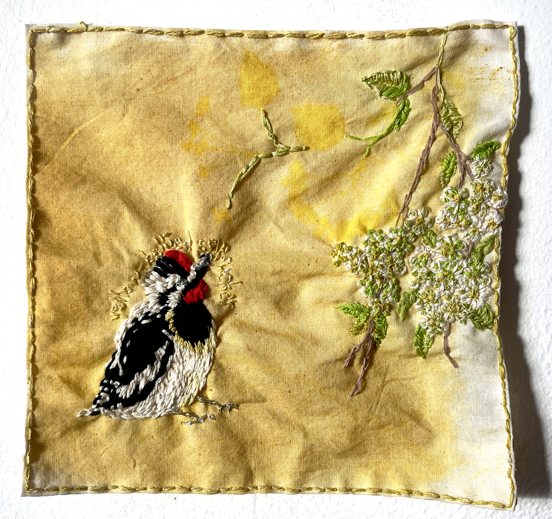 Yellow-bellied sapsucker and Callery pear